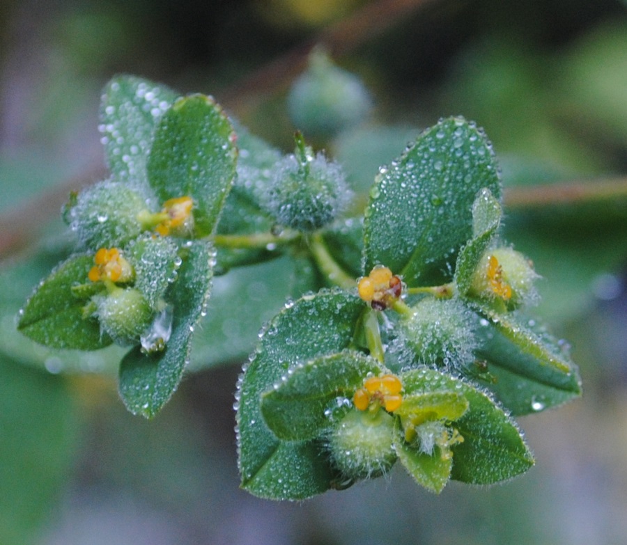 Euphorbia hirsuta / Euforbia pubescente